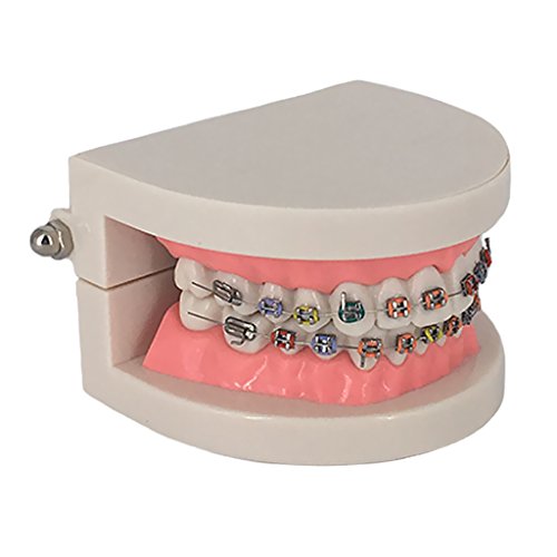 Homyl Typodont Gösteri Diş Modeli Ortodontik Diş Modeli Braketi ile
