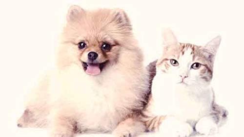 Kediler için Zerdeçal-Evcil Hayvanlar Eklem Sağlığı için en iyi Zerdeçal-Köpekler ve Kediler için-Premium Eklem Desteği-kedi