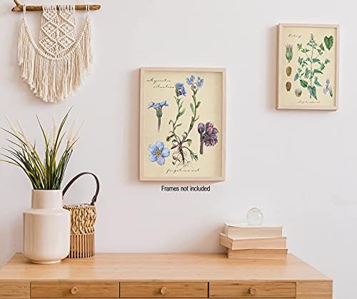 InSimSea Vintage Botanik Duvar Sanatı Baskılar, Estetik Vintage Çiçek Ot Baskı Posterler Odası Dekor için, 6. 8x10 inç Set, çerçevesiz