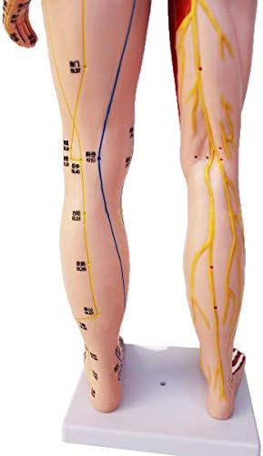 WECDS 85 cm Erkek İnsan Akupunktur Modeli Masaj Öğretim ile Kas İskelet Anatomisi İç Organları